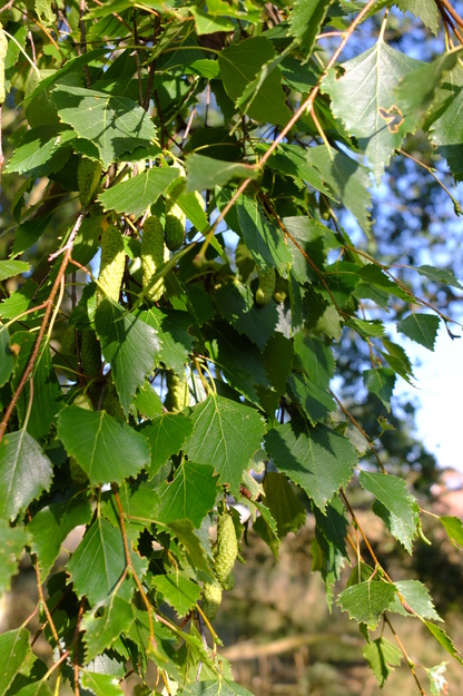 July close-up photo