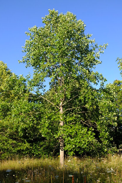 July tree photo