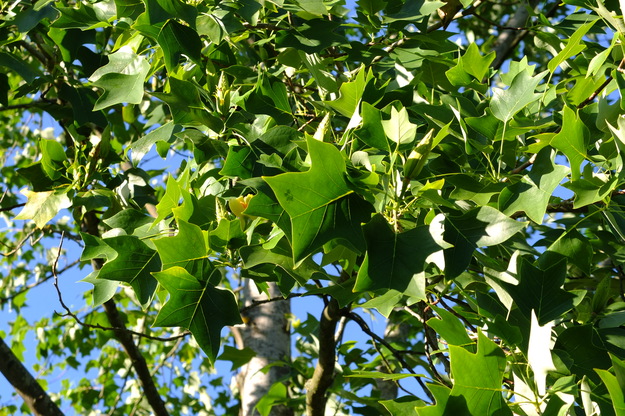 July close-up photo