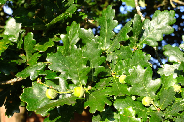 July close-up photo