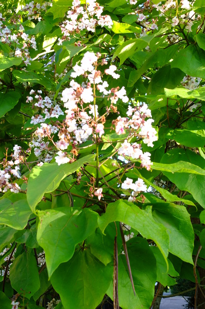 July close-up photo