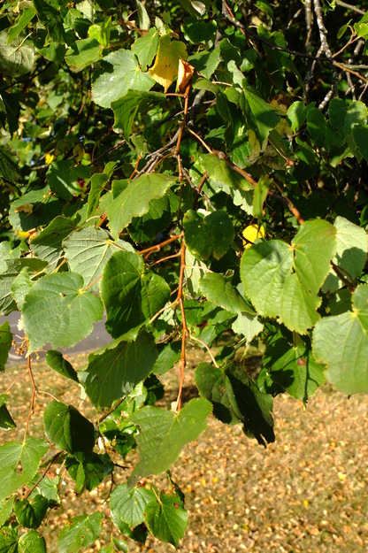 July close-up photo