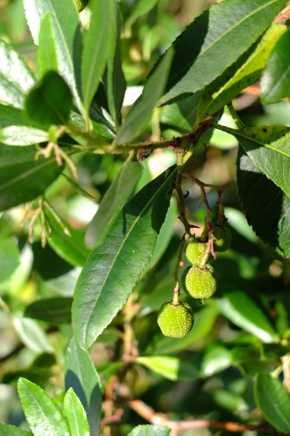 July close-up photo