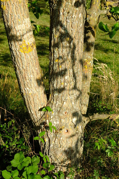 July close-up photo
