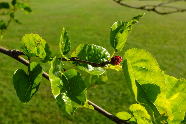 July close-up photo