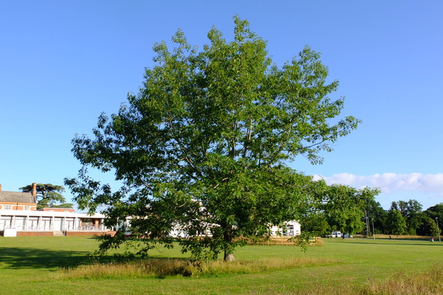 July tree photo