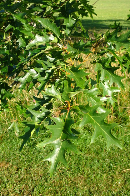 July close-up photo
