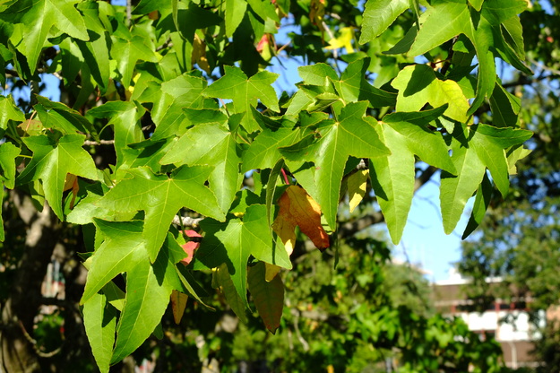 July close-up photo