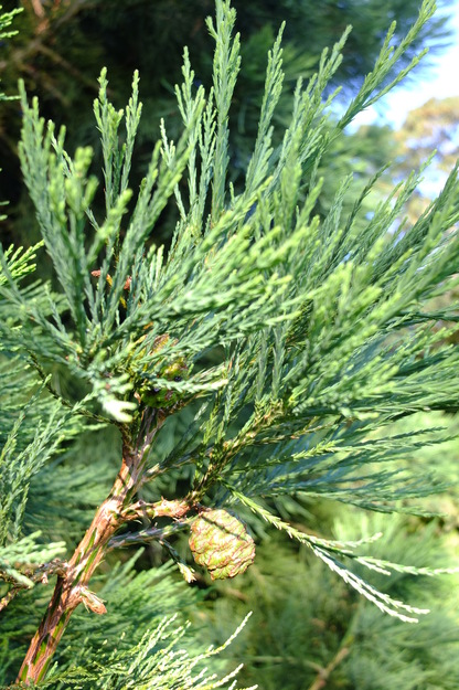 July close-up photo