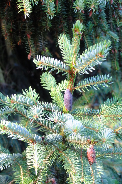 July close-up photo