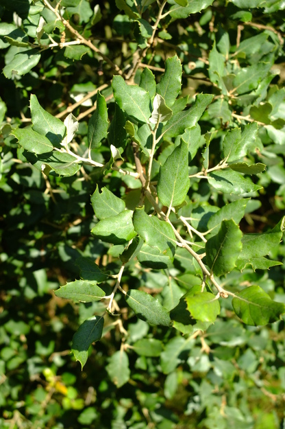 July close-up photo
