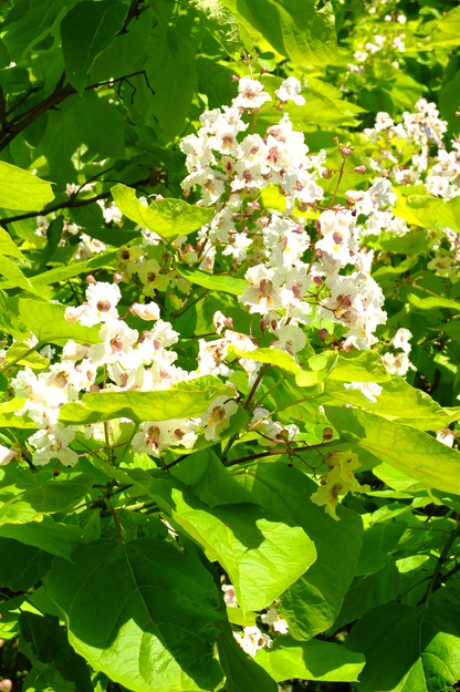 July close-up photo