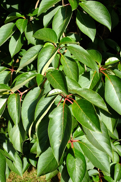 July close-up photo