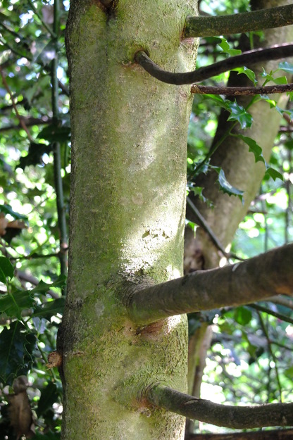 July close-up photo