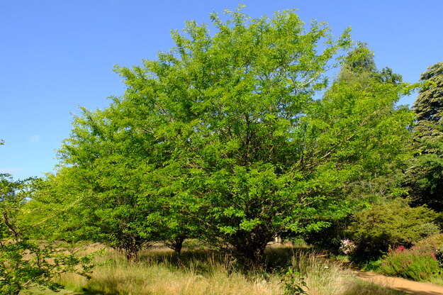 July tree photo