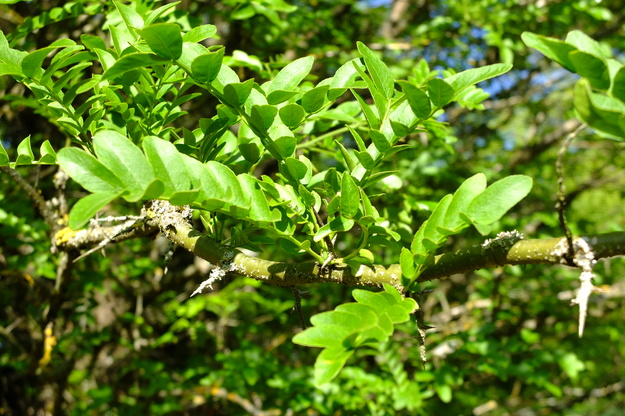 July close-up photo