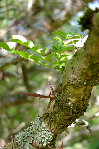 July close-up photo