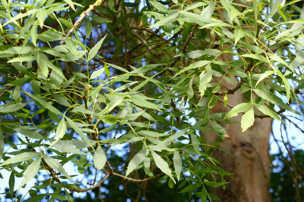 July close-up photo