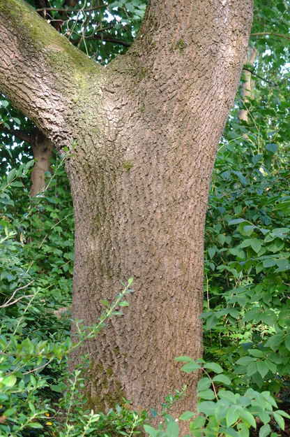 July close-up photo
