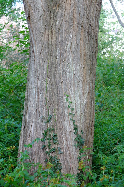 July close-up photo