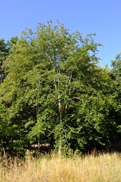 July tree photo