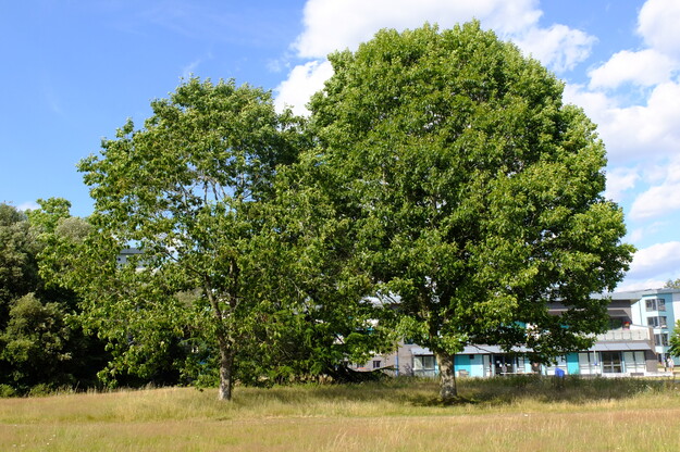 July tree photo
