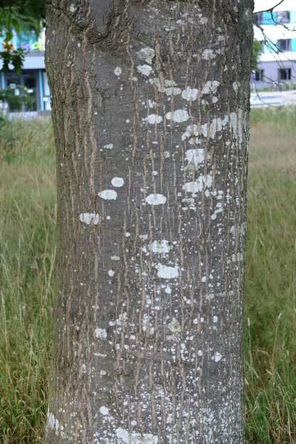 July close-up photo