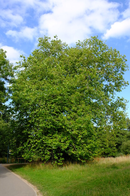 July tree photo
