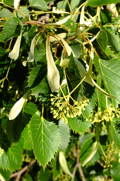 July close-up photo