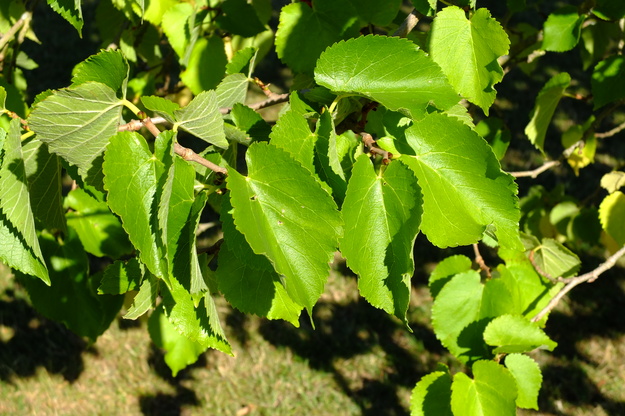 July close-up photo