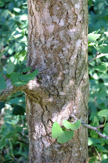 July close-up photo