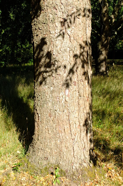 July close-up photo