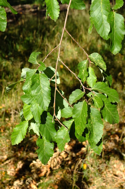 July close-up photo