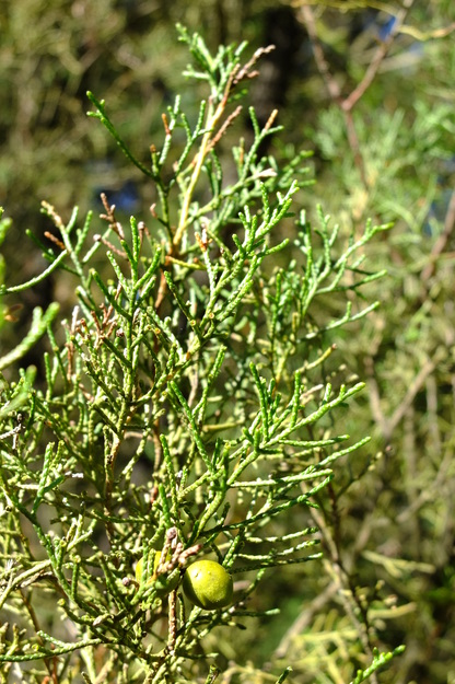 July close-up photo