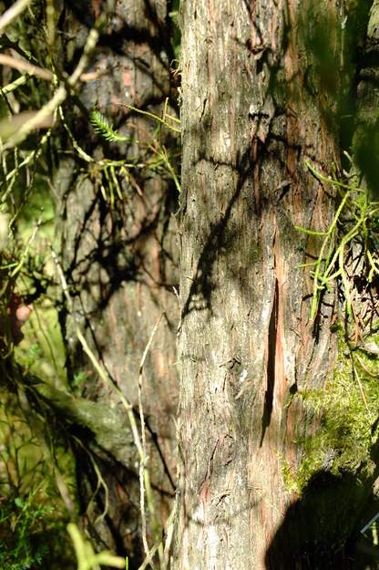 July close-up photo