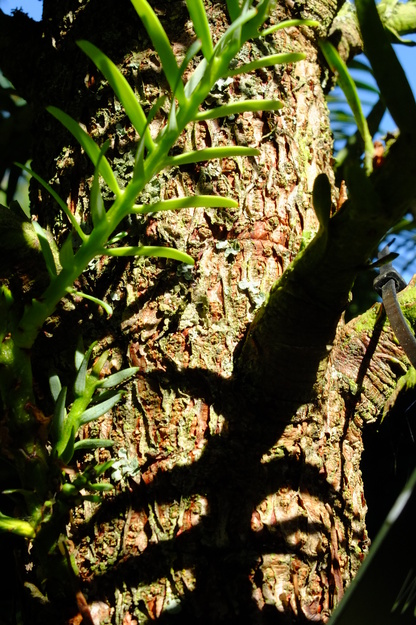July close-up photo