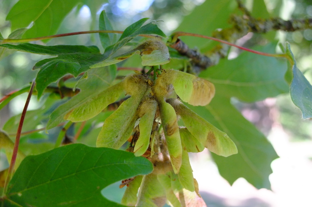 July close-up photo