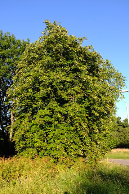 July tree photo
