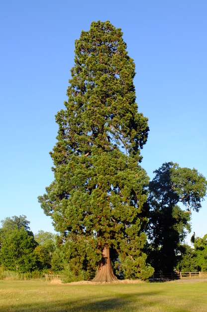 Sports courts tree photo