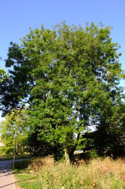 August tree photo