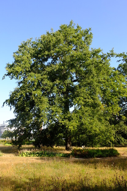 August tree photo