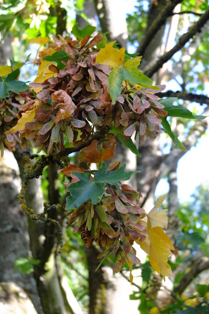 August close-up photo