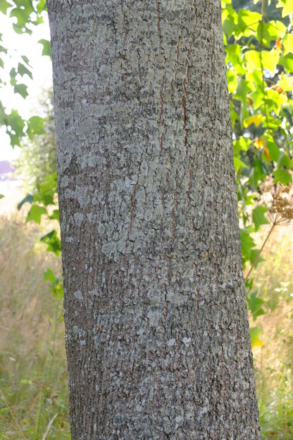 August close-up photo