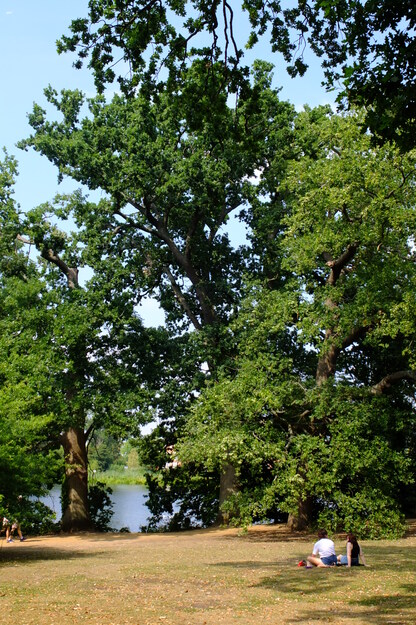 August tree photo