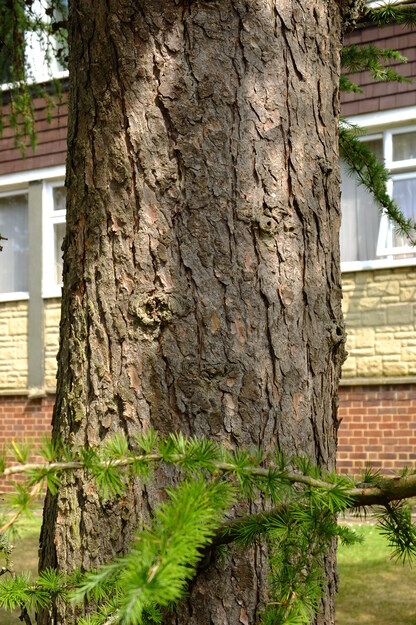 August close-up photo