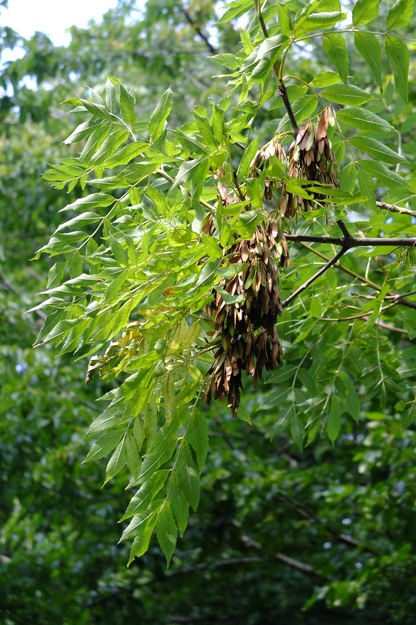August close-up photo