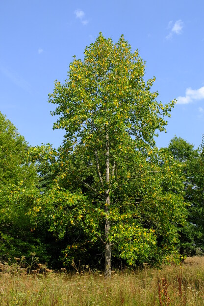 August tree photo