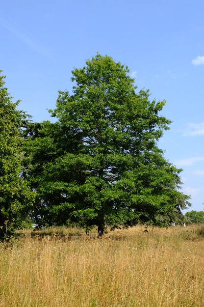 August tree photo