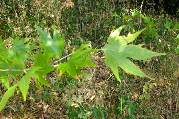 August close-up photo