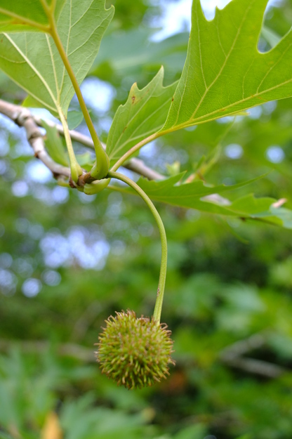 August close-up photo